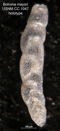 Bolivina mayori Cushman, 1922