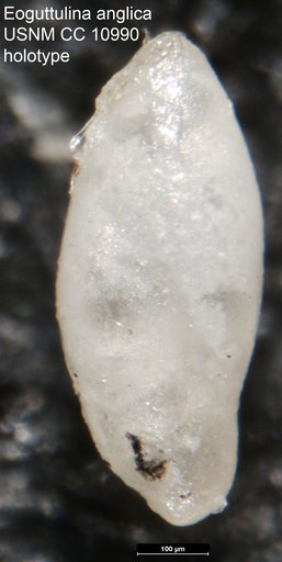 Eoguttulina anglica Cushman & Ozawa, 1930