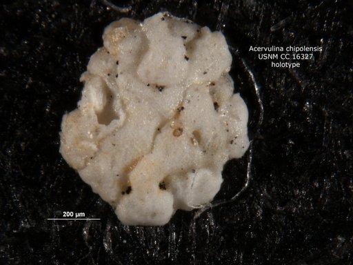 Acervulina chipolensis Cushman & Ponton, 1932