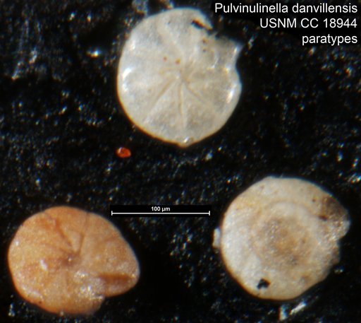 Pulvinulinella danvillensis Howe & Wallace, 1932
