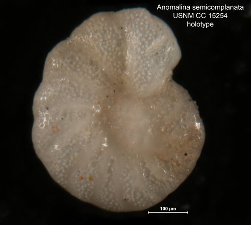 Anomalina semicomplanata Cushman, 1938