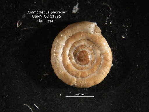 Ammodiscus pacificus Cushman & Valentine, 1930