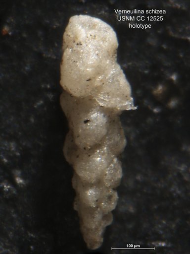 Verneuilina schizea Cushman & Alexander, 1930