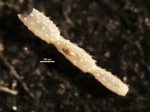 Nodosaria parexilis var. sentifera Cushman & Parker, 1931