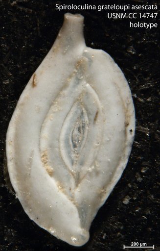 Spiroloculina grateloupi var. acescata Cushman, 1932