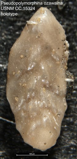 Pseudopolymorphina ozawaina Cushman & Jarvis, 1932