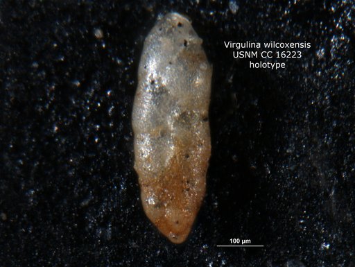 Virgulina wilcoxensis Cushman & Ponton, 1932