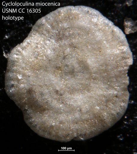 Cycloloculina miocenica Cushman & Ponton, 1932