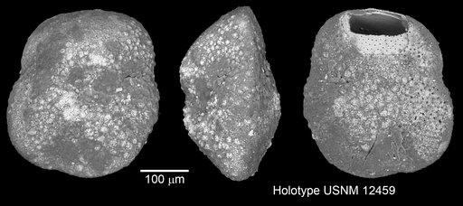 Globorotalia (Globorotalia) crassula Cushman & Stewart, 1930