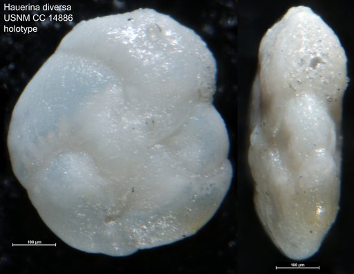 Hauerina diversa Cushman, 1946