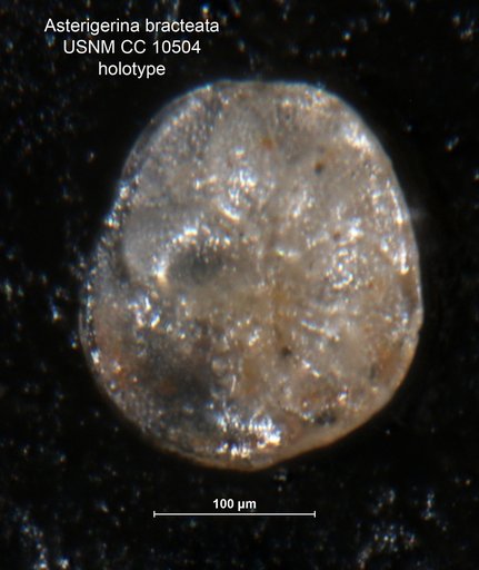 Asterigerina bracteata Cushman, 1929