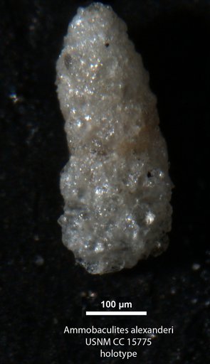 Ammobaculites alexanderi Cushman, 1933