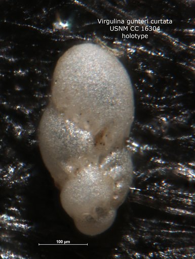 Virgulina (Virgulinella) gunteri var. curtata Cushman & Ponton, 1932
