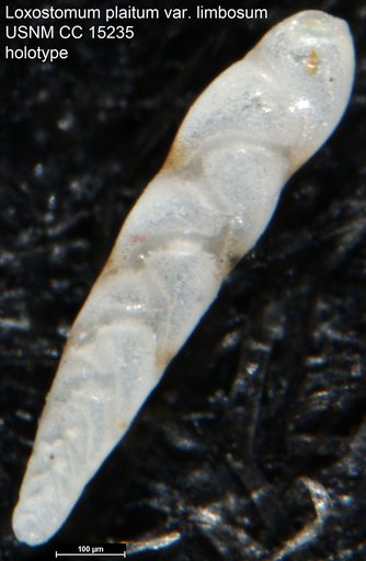 Loxostomum plaitum var. limbosum Cushman, 1931