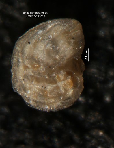 Robulus trinitatensis Cushman & Jarvis, 1932