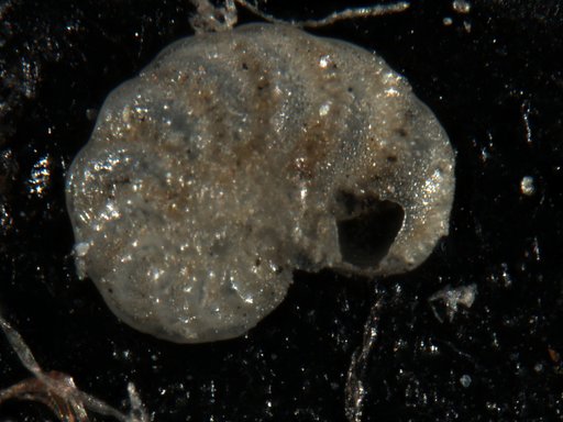 Elphidium subevolutum Cushman, 1933