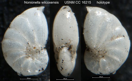 Nonionella wilcoxensis Cushman & Ponton, 1932