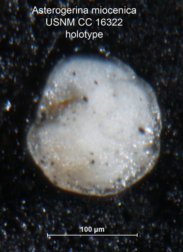 Asterigerina miocenica Cushman & Ponton, 1932