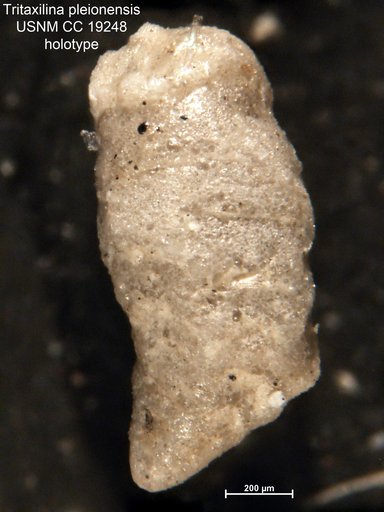 Tritaxilina pleionensis Cushman, 1936
