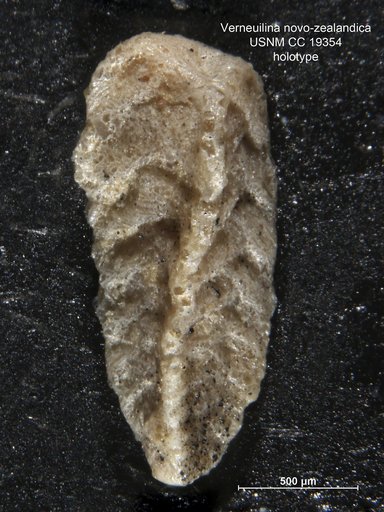 Verneuilina novo-zealandica Cushman, 1936