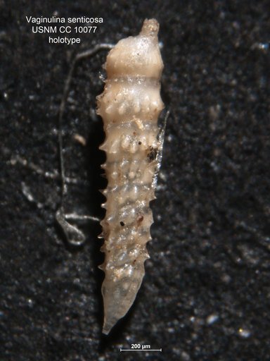 Vaginulina senticosa Cushman & Jarvis, 1929