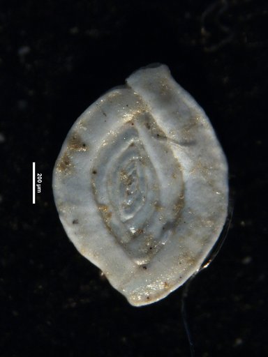 Spiroloculina depressa var. californica Cushman & Todd, 1944