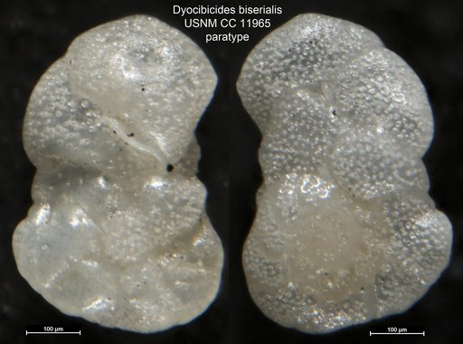 Dyocibicides biserialis Cushman & Valentine, 1930