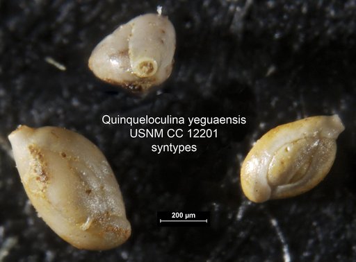Quinqueloculina yeguaensis Weinzierl & Applin, 1929
