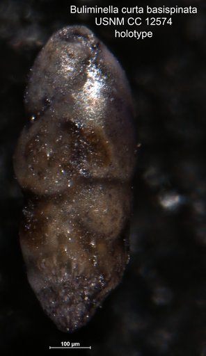Buliminella curta var. basispinata Stewart & Stewart, 1930