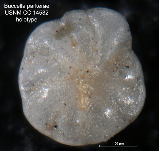 Buccella parkerae Andersen, 1952