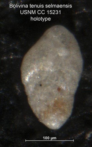 Bolivina tenuis var. selmaensis Cushman, 1931