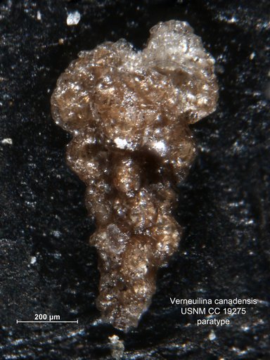 Verneuilina canadensis Cushman, 1927