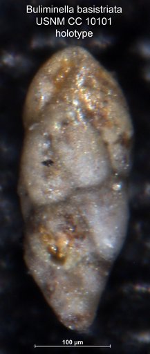 Buliminella basistriata Cushman & Jarvis, 1929