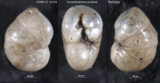 Ceratobulimina evoluta Cushman & Jarvis, 1929