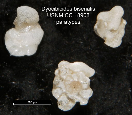 Dyocibicides biserialis Cushman & Valentine, 1930