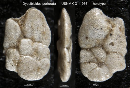 Dyocibicides perforata Cushman & Valentine, 1930