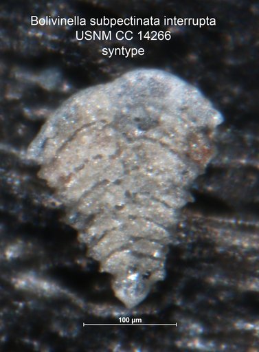 Bolivinella subpectinata var. interrupta Howe, 1930