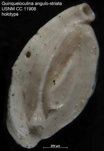 Quinqueloculina angulo-striata Cushman & Valentine, 1930