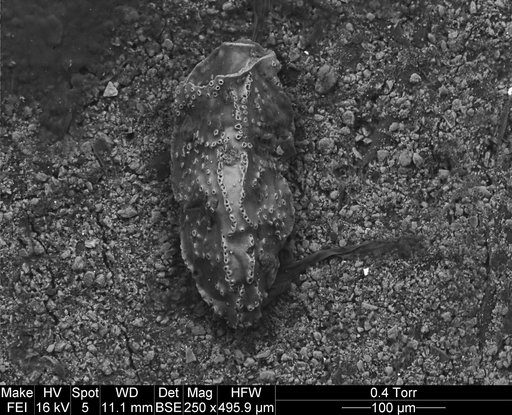 Pseudouvigerina wilcoxensis Cushman & Ponton, 1932