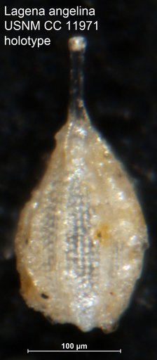 Lagena angelina Cushman, 1929