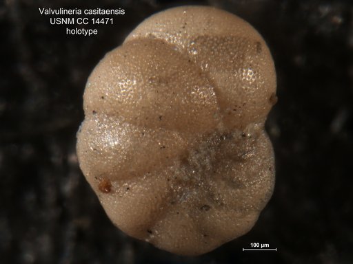 Valvulineria casitasensis Cushman & Laiming, 1931