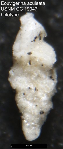 Eouvigerina aculeata Cushman, 1933