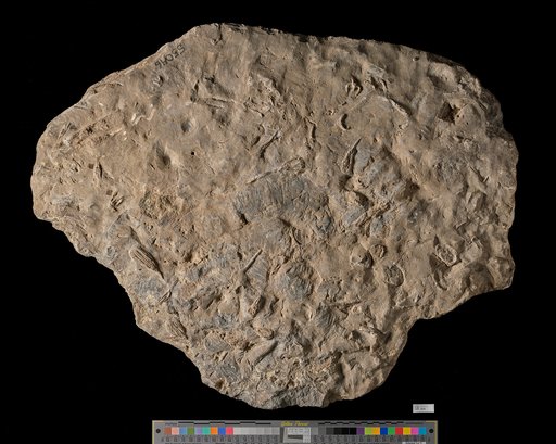 Platycrinus huntsvillae Troost