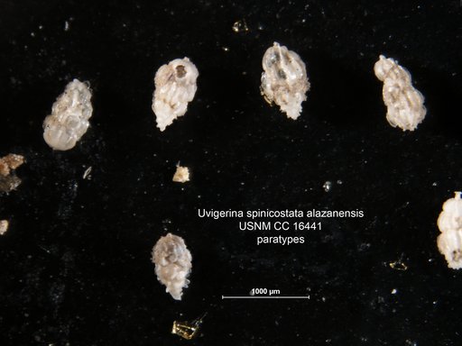Uvigerina spinicostata var. alazanensis Nuttall, 1932