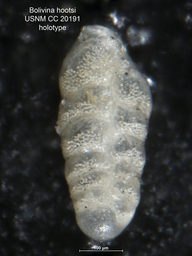 Bolivina hootsi Rankin in Cushman & Kleinpell, 1934