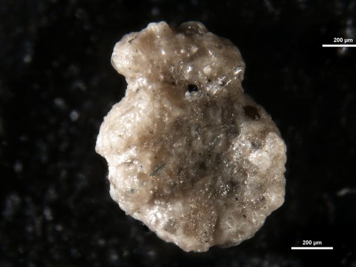 Ammobaculites goodlandensis Cushman & Alexander, 1930