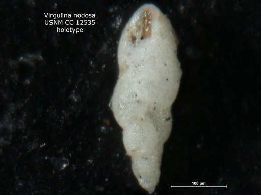 Virgulina nodosa Stewart & Stewart, 1930