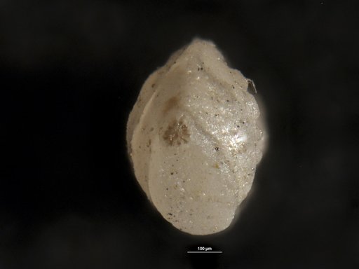 Robulus mexicanus var. alticostatus Cushman & Barksdale, 1930