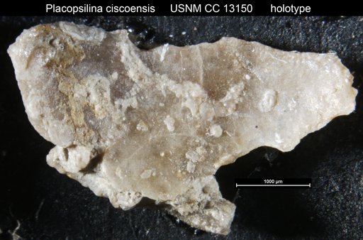 Placopsilina ciscoensis Cushman & Waters, 1930