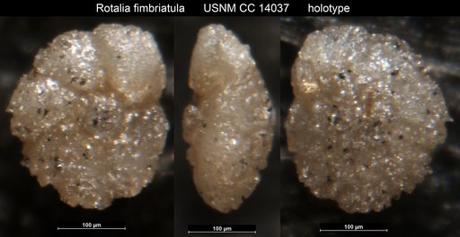 Rotalia fimbriatula Cushman & Hedberg, 1930